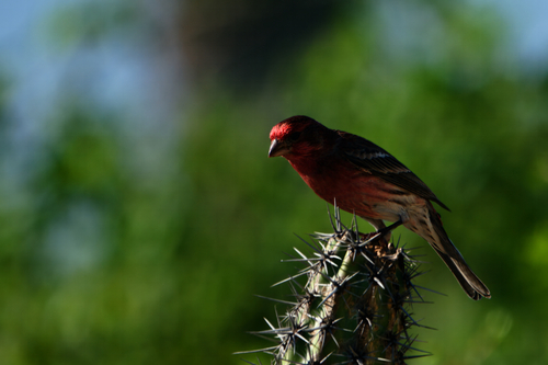 Camachuelo mexicano (Haemorhous mexicanus)