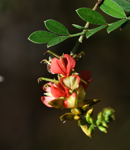 Image of Indigofera fruticosa by (c) Bill Levine, some rights reserved (CC BY)