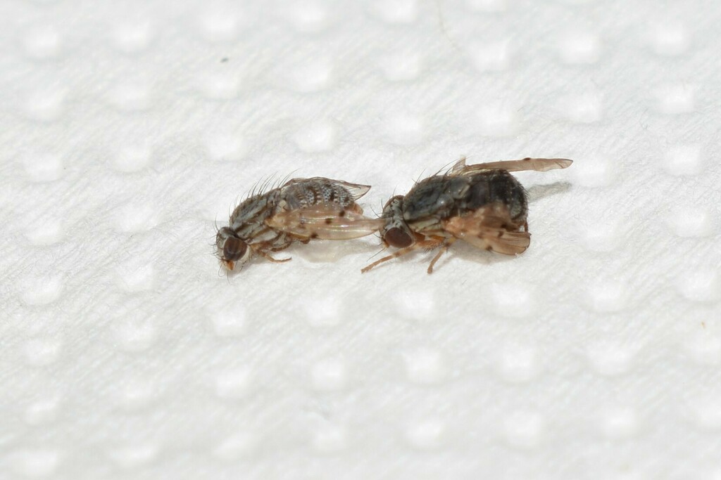 Odinia meijerei