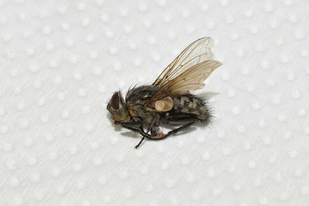 Bot Flies, Blow Flies, and Allies from North Aegean Region, Greece on ...