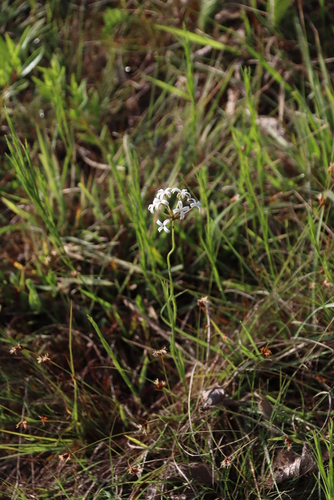 Image of Kohautia amatymbica by (c) Tony Rebelo, some rights reserved (CC BY-SA)