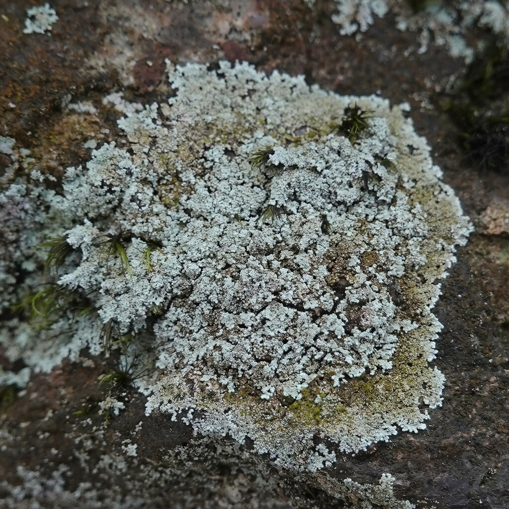 Zoned Dust Lichen