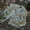 Zoned Dust Lichen - Photo (c) Hans, some rights reserved (CC BY-NC), uploaded by Hans