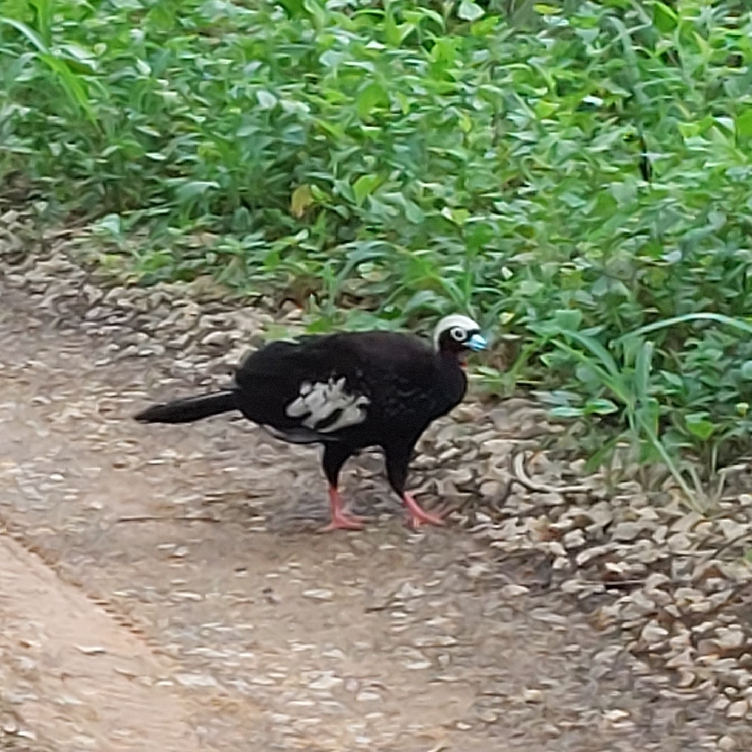 Black-fronted Piping-Guan illustration
