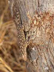 Tarentola mauritanica