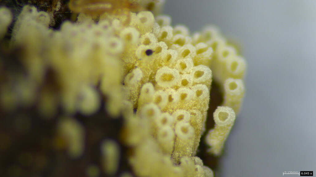 Henningsomyces candidus · October 2023 · photo: © atsushi_nakajima_cirque (iNaturalist, cc-by)