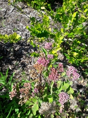 Conostomium natalense natalense