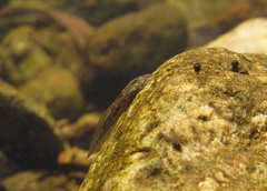 Amolops hongkongensis