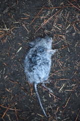 Peromyscus melanotis