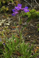 Penstemon gormanii