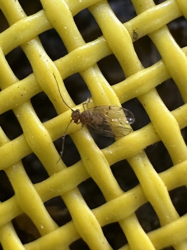 iNaturalist observation photo of Ectopsocus