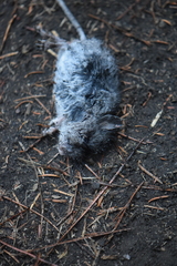 Peromyscus melanotis