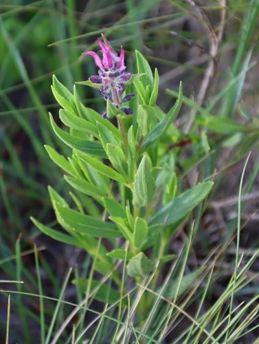 Barberton Sagebush (Syncolostemon thorncroftii)