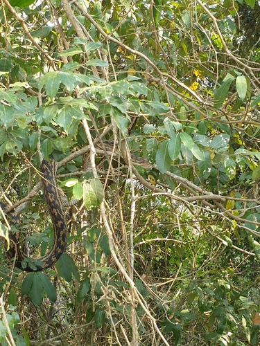 Australian Scrub Python sighting