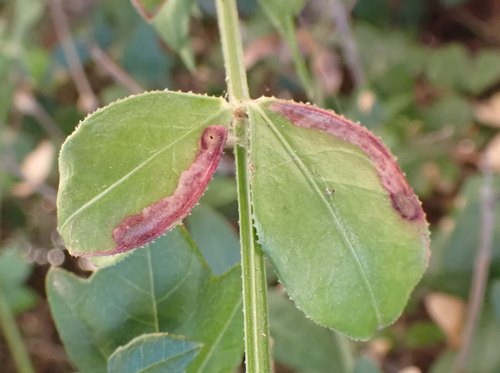 Phytobia morio