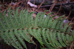 Polystichum speciosissimum