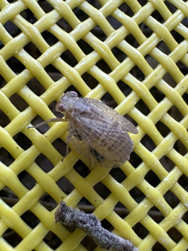 iNaturalist observation photo of Neaethus