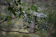 Berberis moranensis