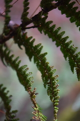 Polystichum speciosissimum