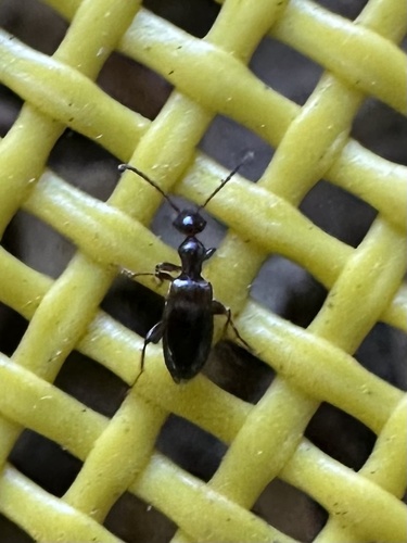 iNaturalist observation photo of Ischyropalpus