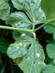 Puccinia smyrnii