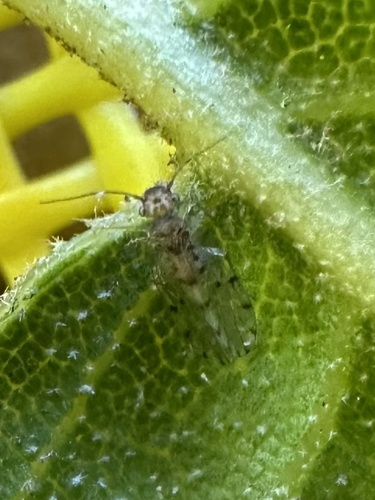 iNaturalist observation photo of Ectopsocus