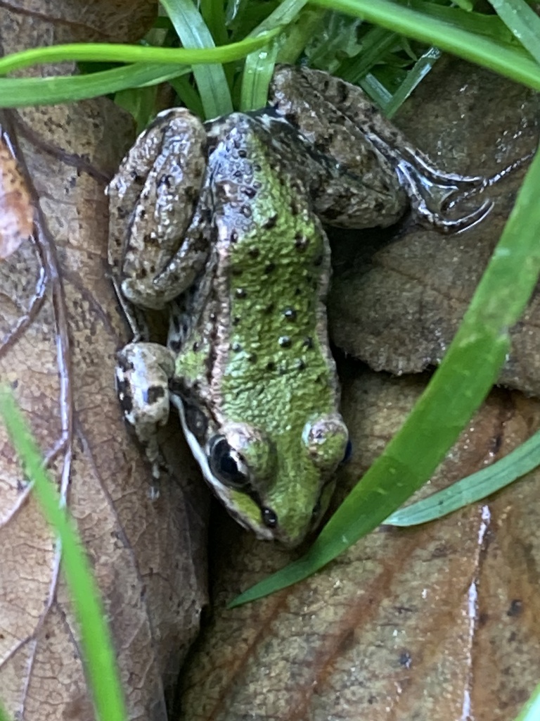 Water Frogs from Appel, Niedersachsen, DE on October 21, 2023 at 02:44 ...