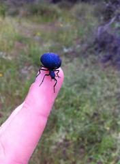 Cysteodemus wislizeni