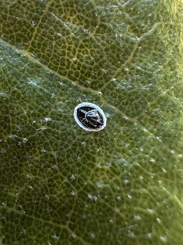 iNaturalist observation photo of Stanford's Whitefly