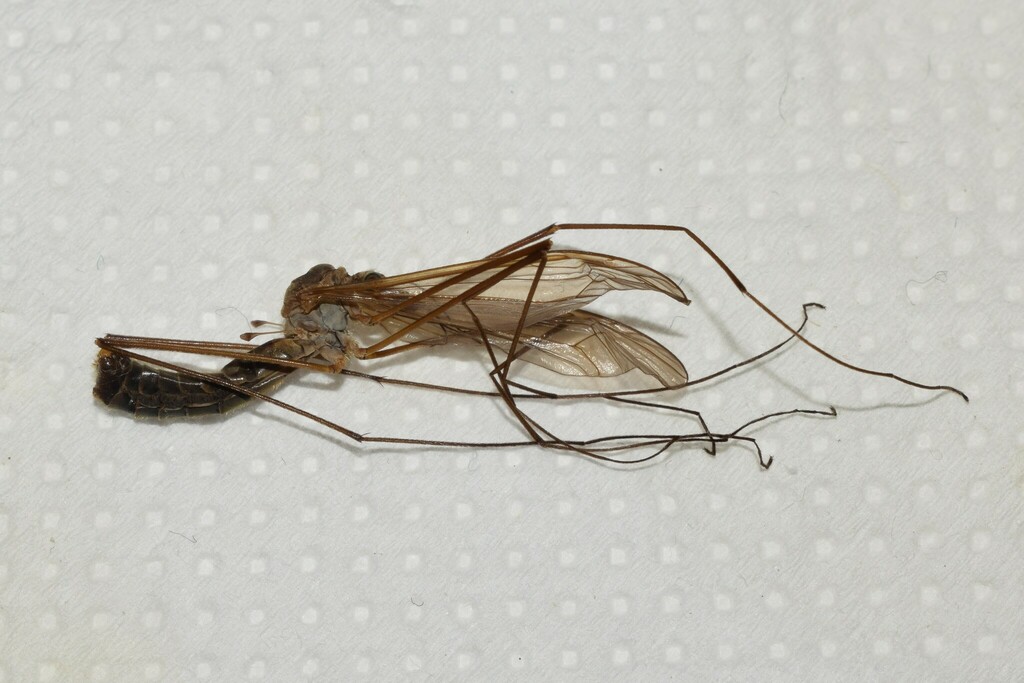 Tipula tibonella