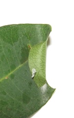 Corgatha wojtusiaki