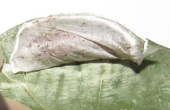 Corgatha wojtusiaki
