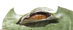 Corgatha wojtusiaki