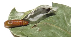 Corgatha wojtusiaki