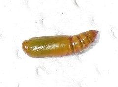Corgatha wojtusiaki
