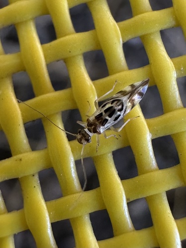 iNaturalist observation photo of F-winged Barklouse