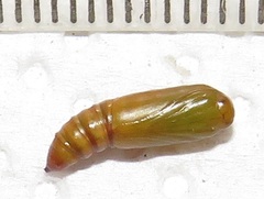 Corgatha wojtusiaki