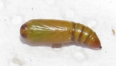 Corgatha wojtusiaki