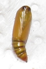 Corgatha wojtusiaki