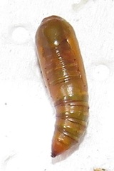 Corgatha wojtusiaki