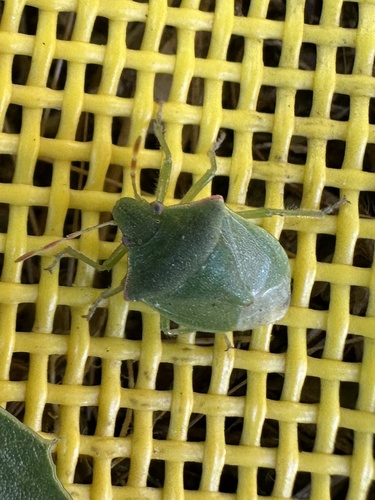 iNaturalist observation photo of Thyanta