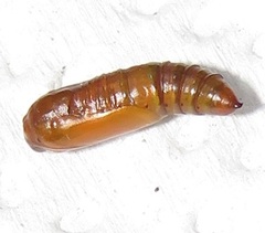 Corgatha wojtusiaki