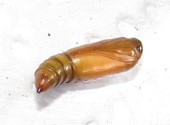 Corgatha wojtusiaki