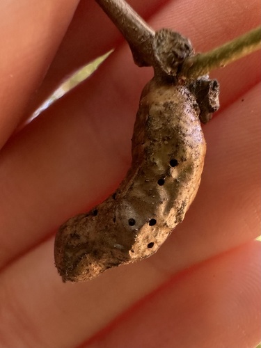 iNaturalist observation photo of Live Oak Petiole Gall Wasp