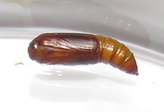 Corgatha wojtusiaki