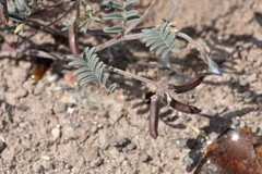 Astragalus emoryanus