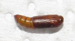 Corgatha wojtusiaki