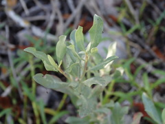 Atriplex barclayana