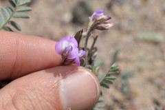 Astragalus emoryanus