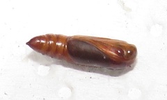 Corgatha wojtusiaki